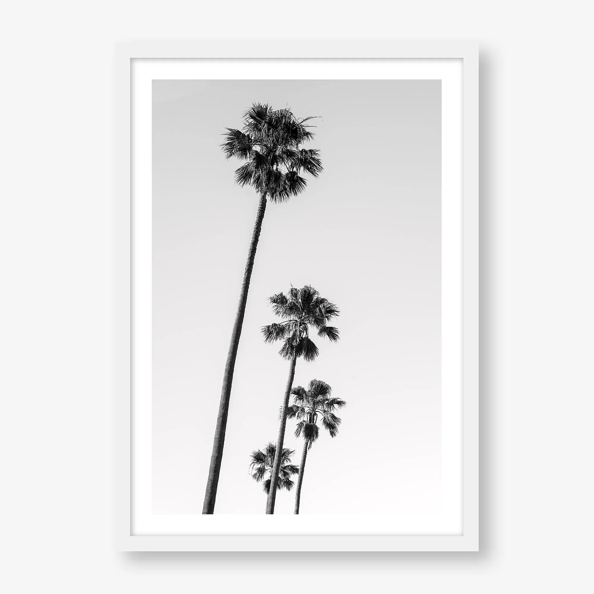 st-kilda-palms-no4-white.jpg