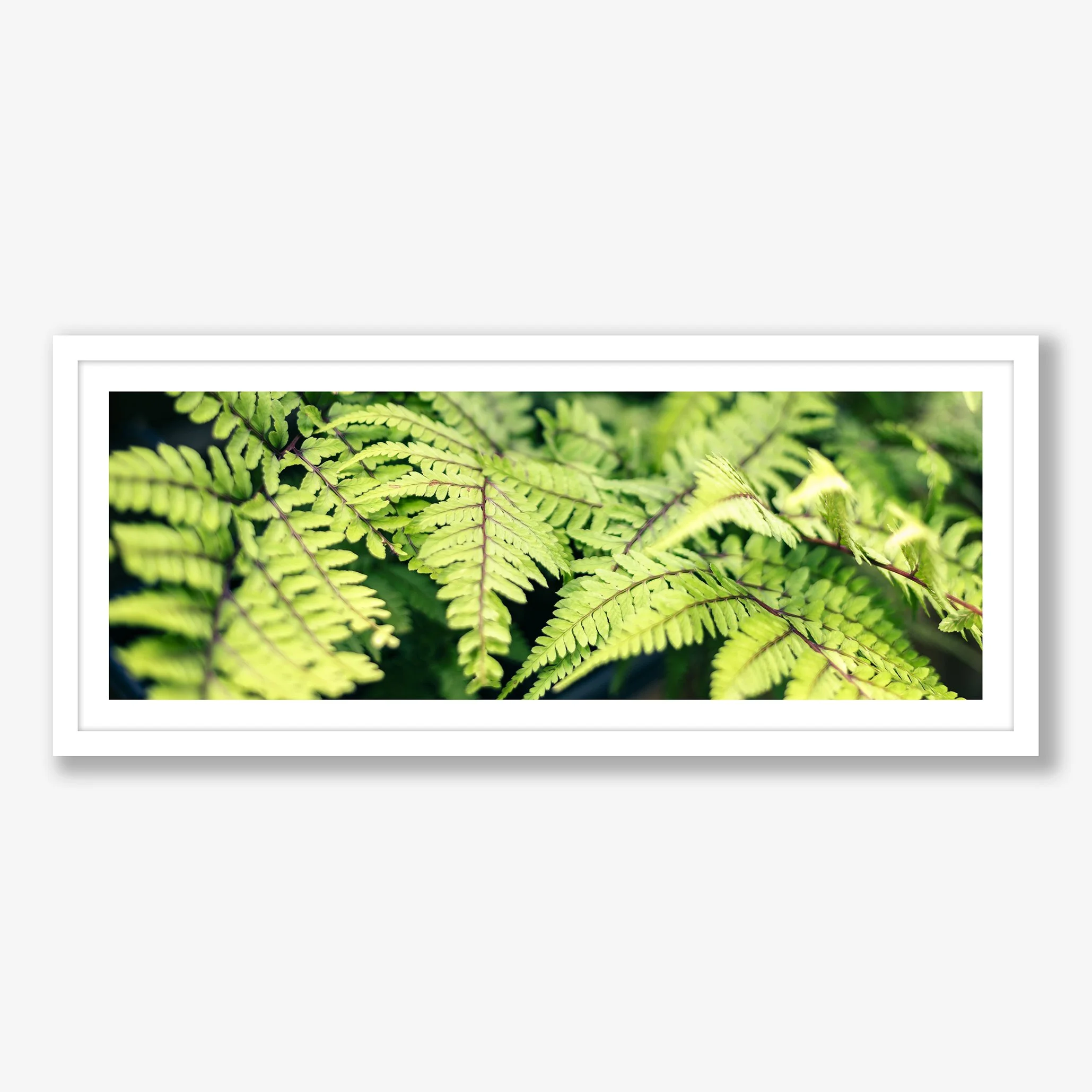 FAB FERNS