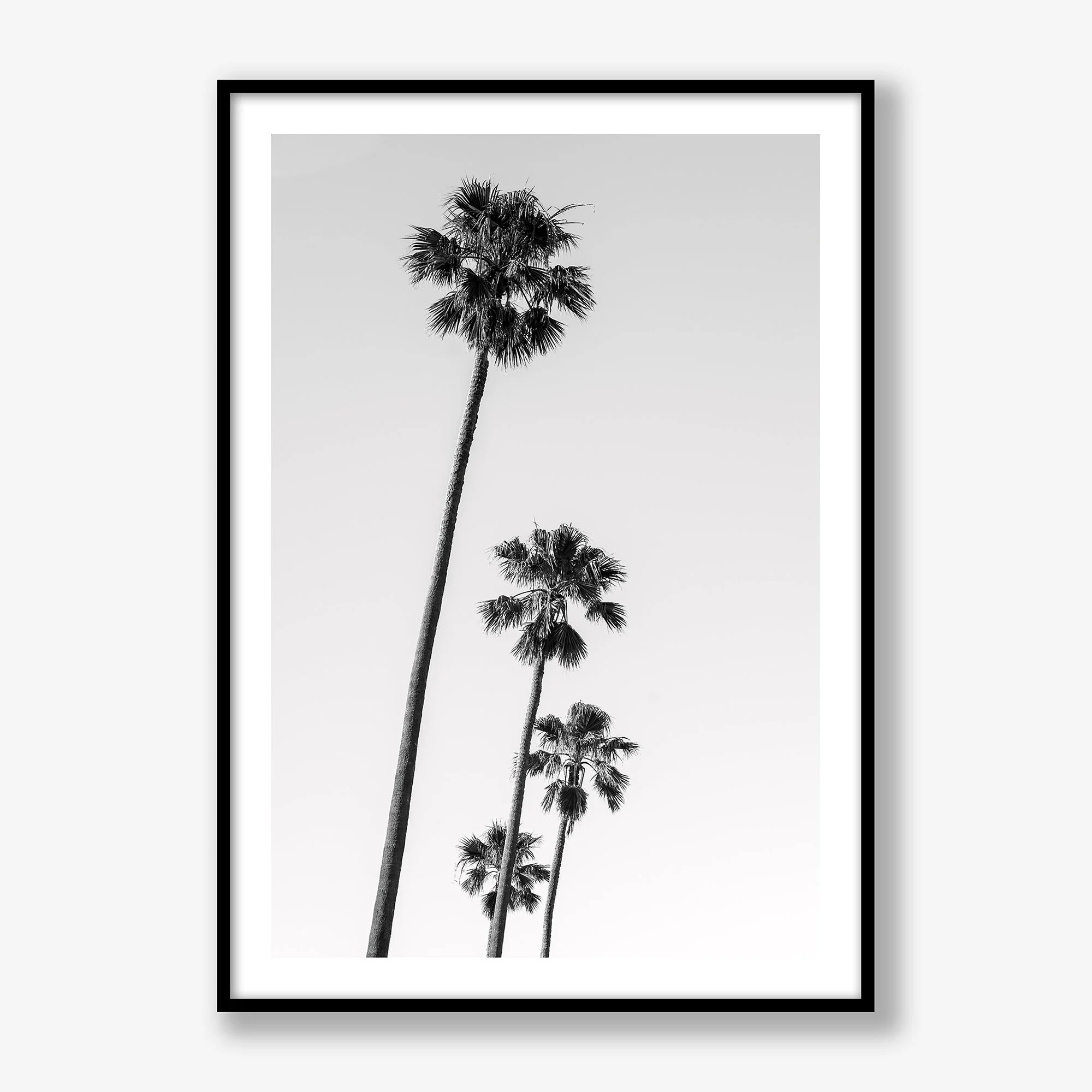 st-kilda-palms-no4-black.jpg