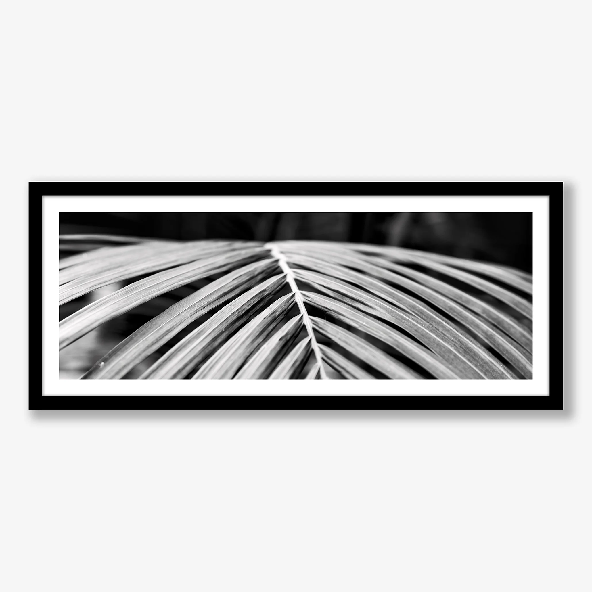 palm-leaf-pano-black.jpg