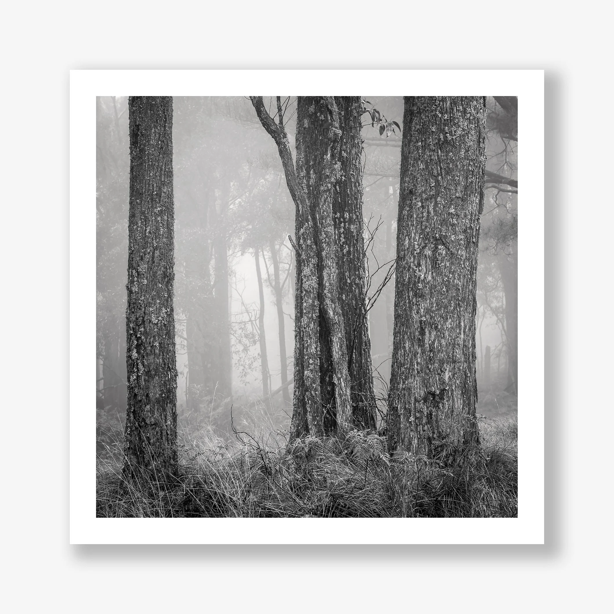 trees-in-fog-print.jpg
