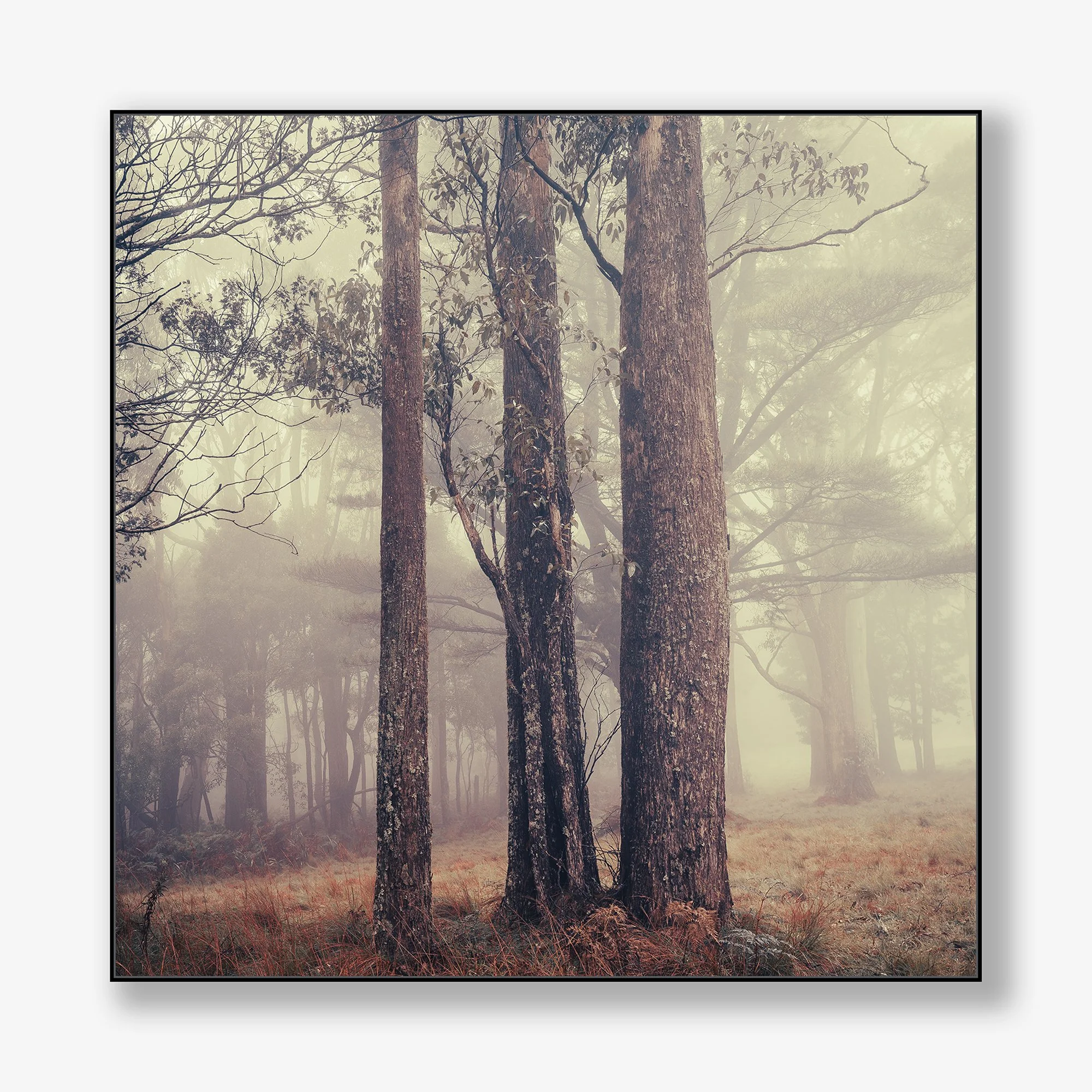 trees-in-fog-no2-canvas-black.jpg