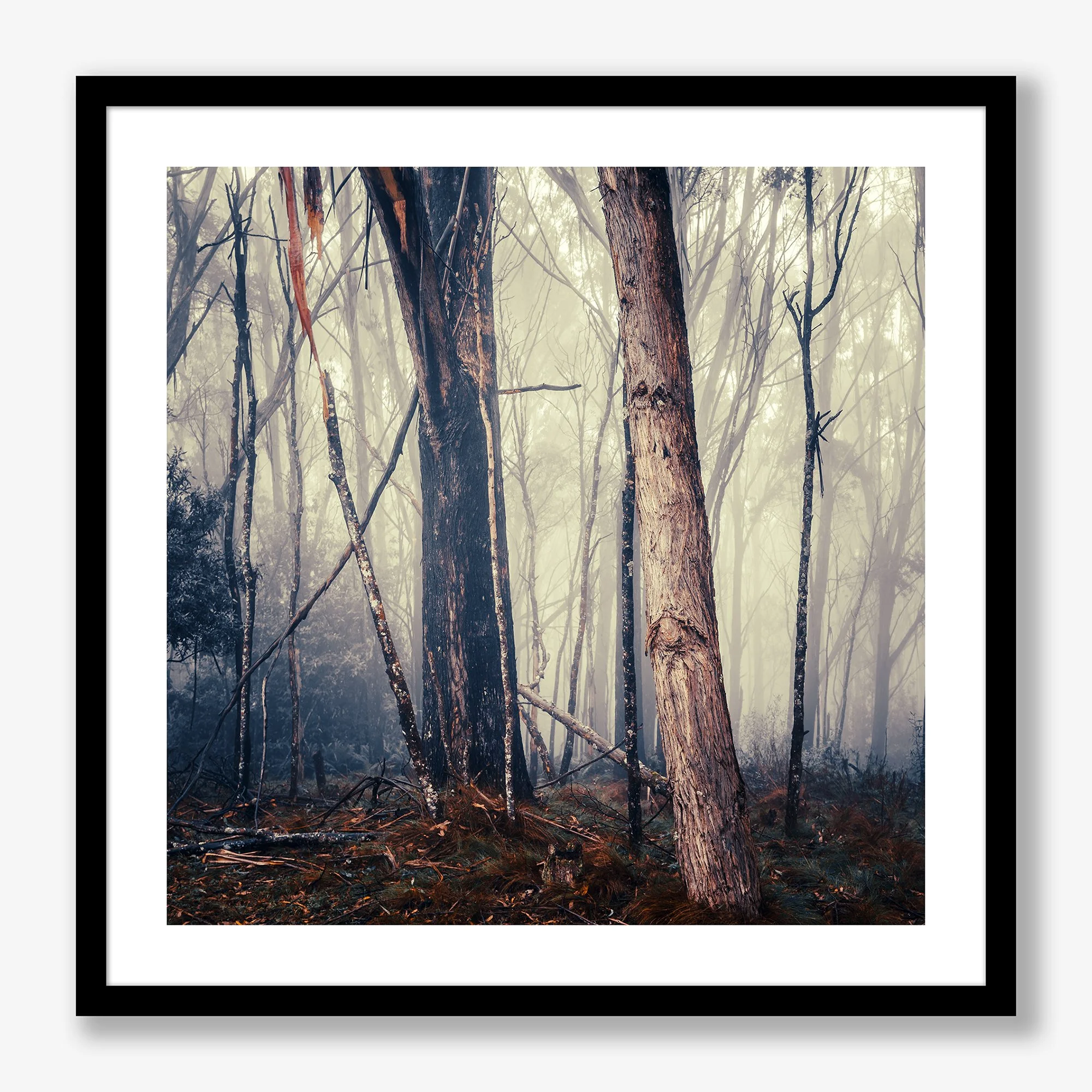 trees-in-fog-no1-black-ff.jpg