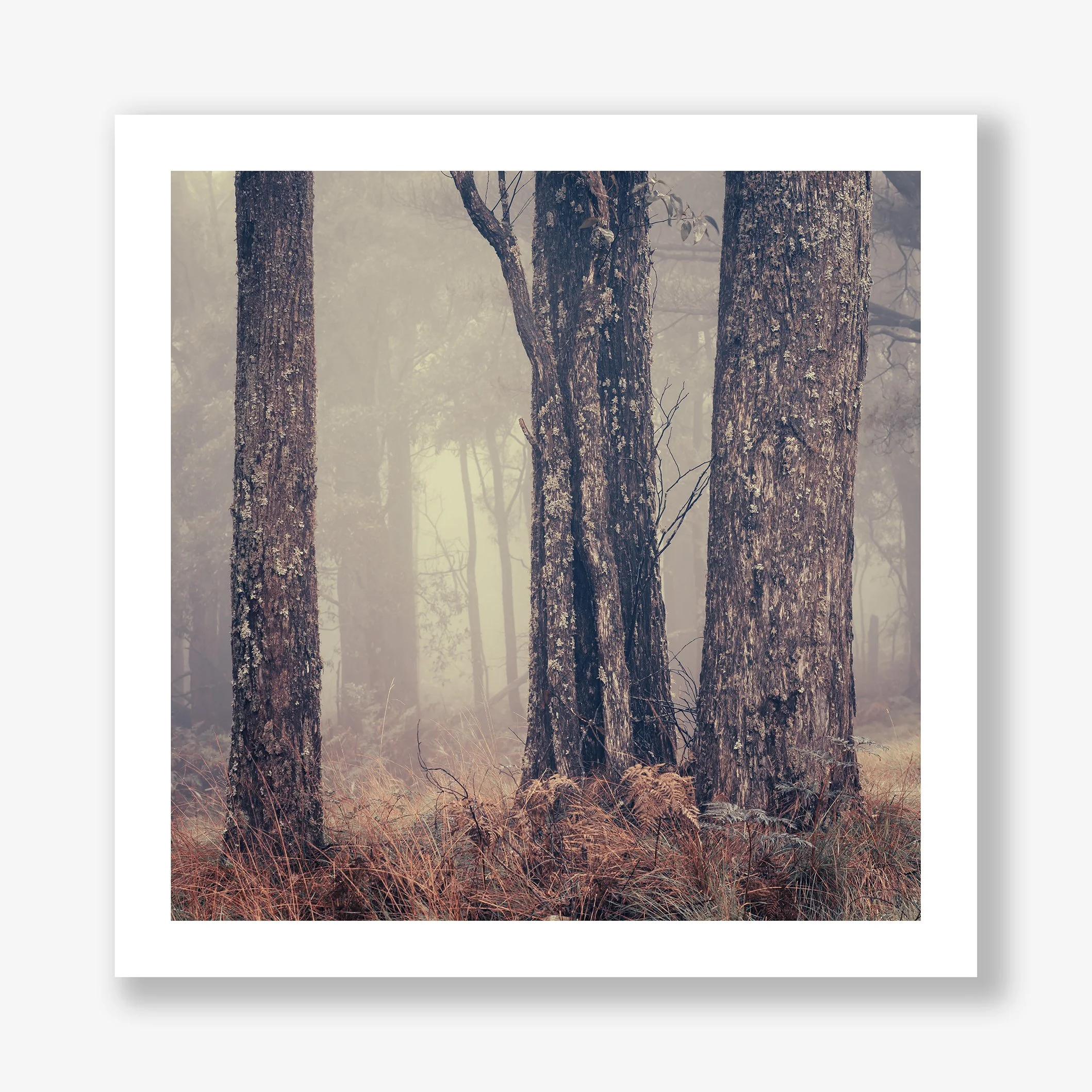 trees-in-fog-no1-print.jpg