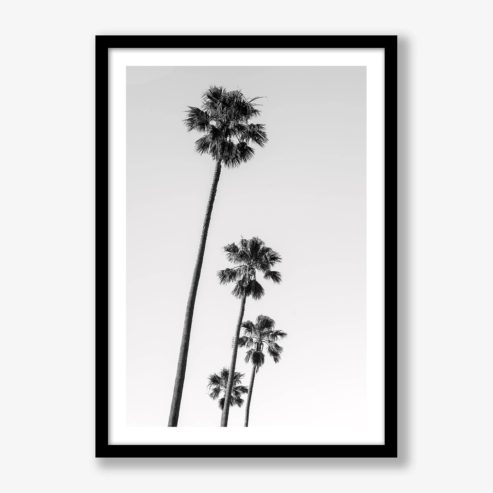 st-kilda-palms-no4-black.jpg