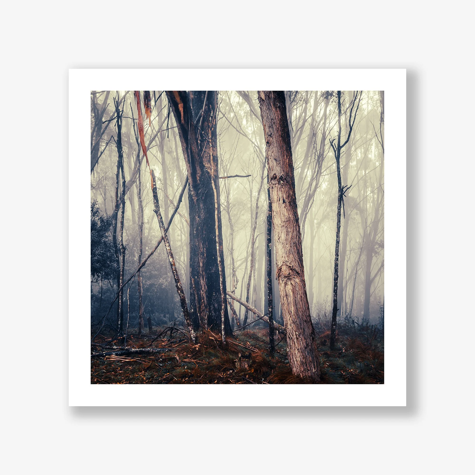 trees-in-fog-no1-print.jpg
