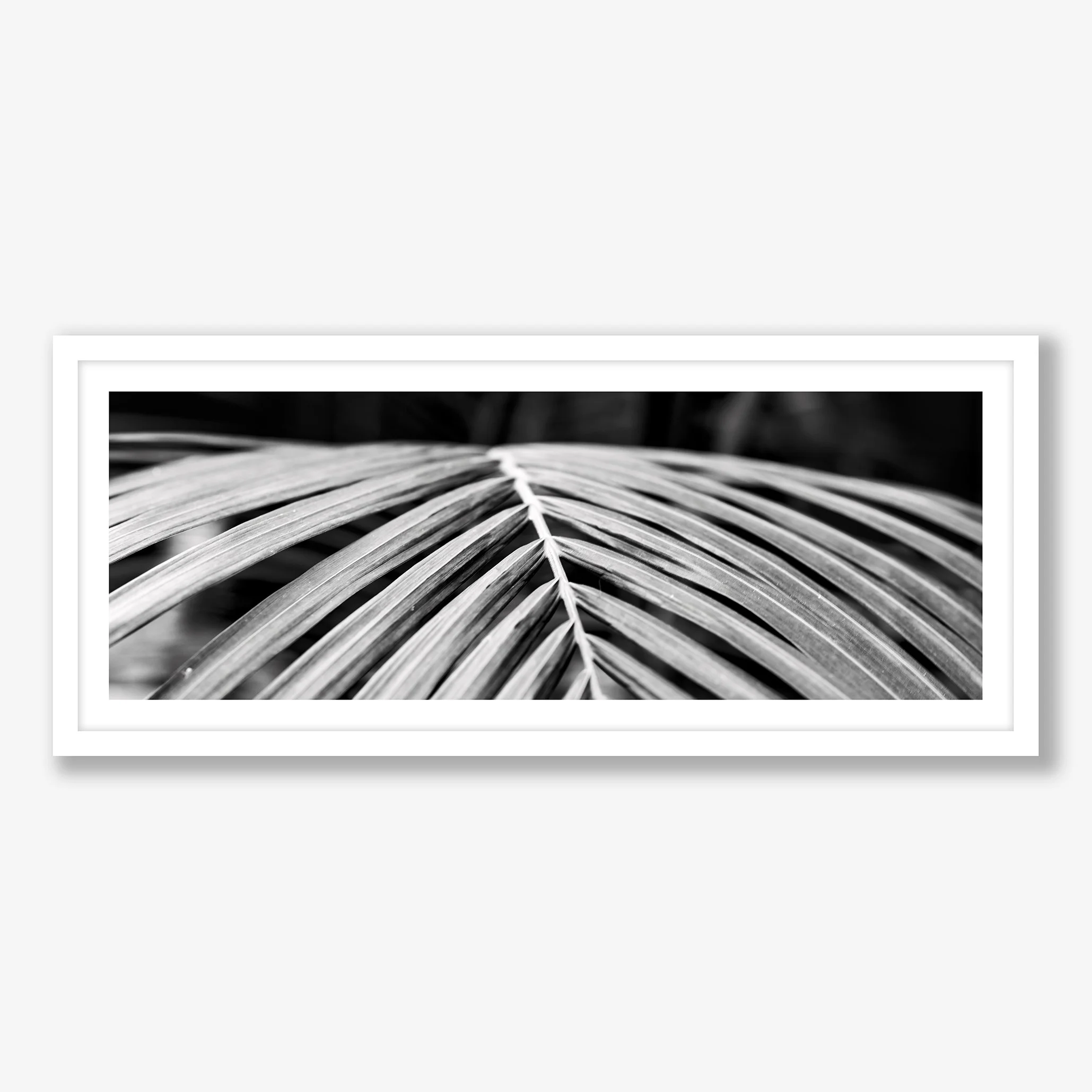 PALM LEAF PANO (B&W)