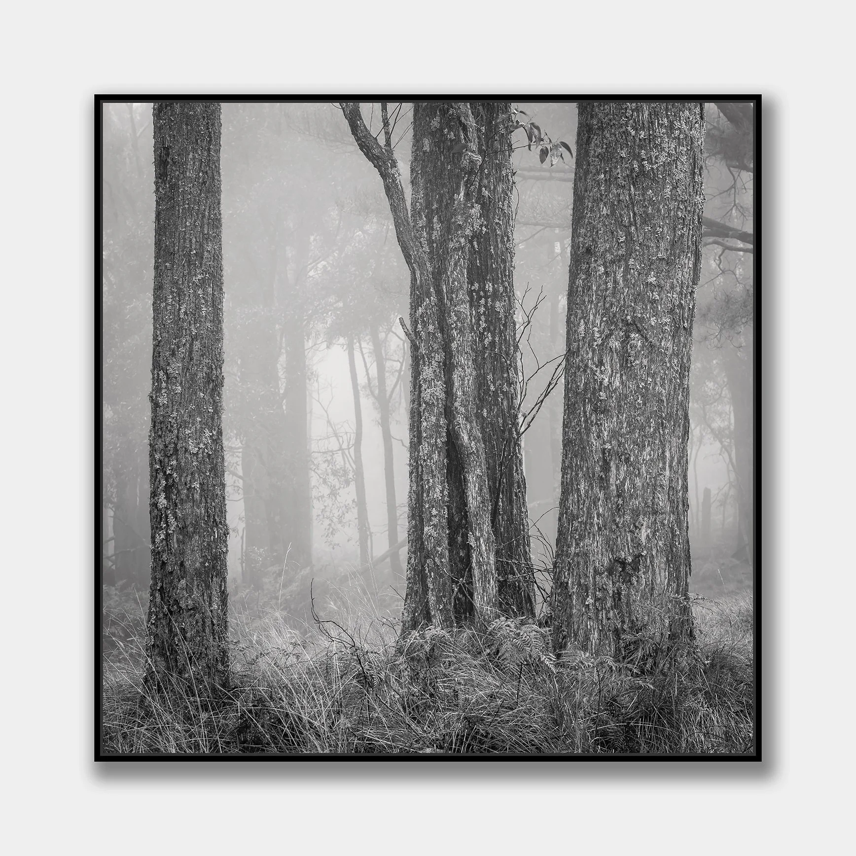 trees-in-fog-canvas-black.jpg