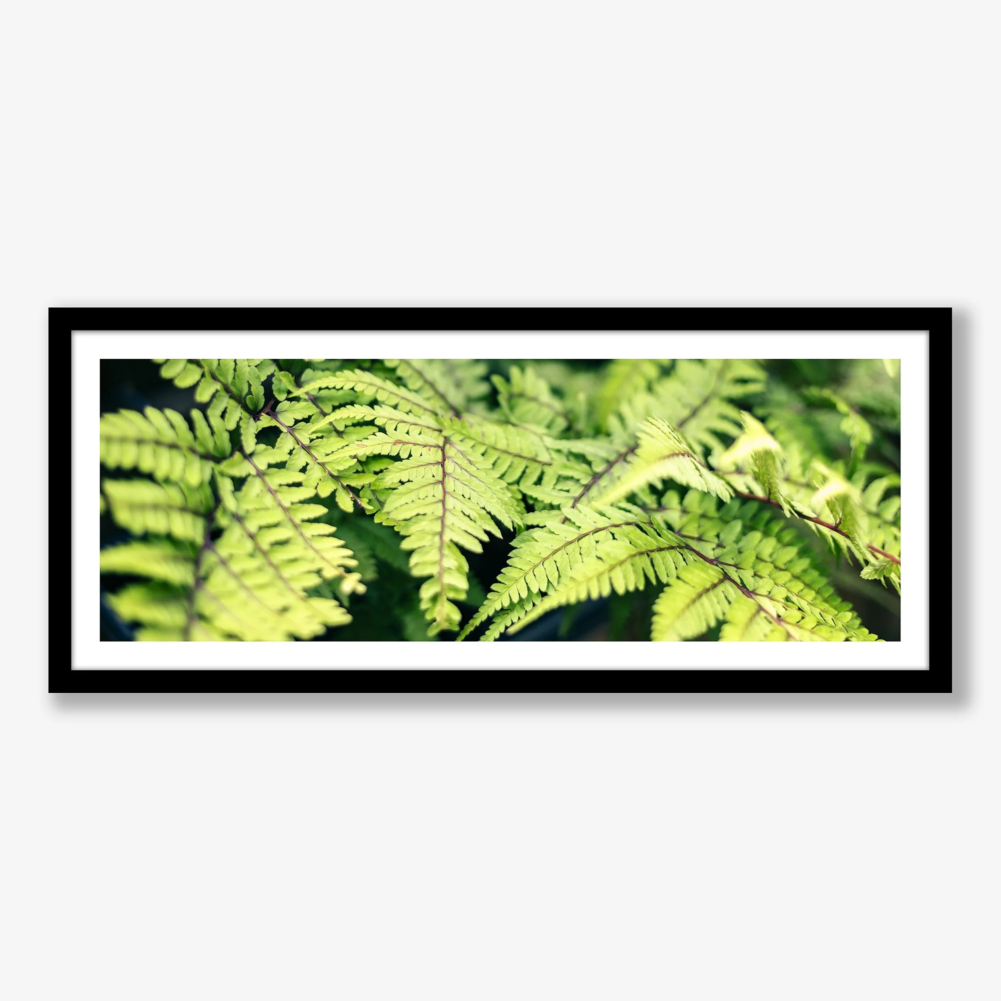 fab-ferns-black.jpg