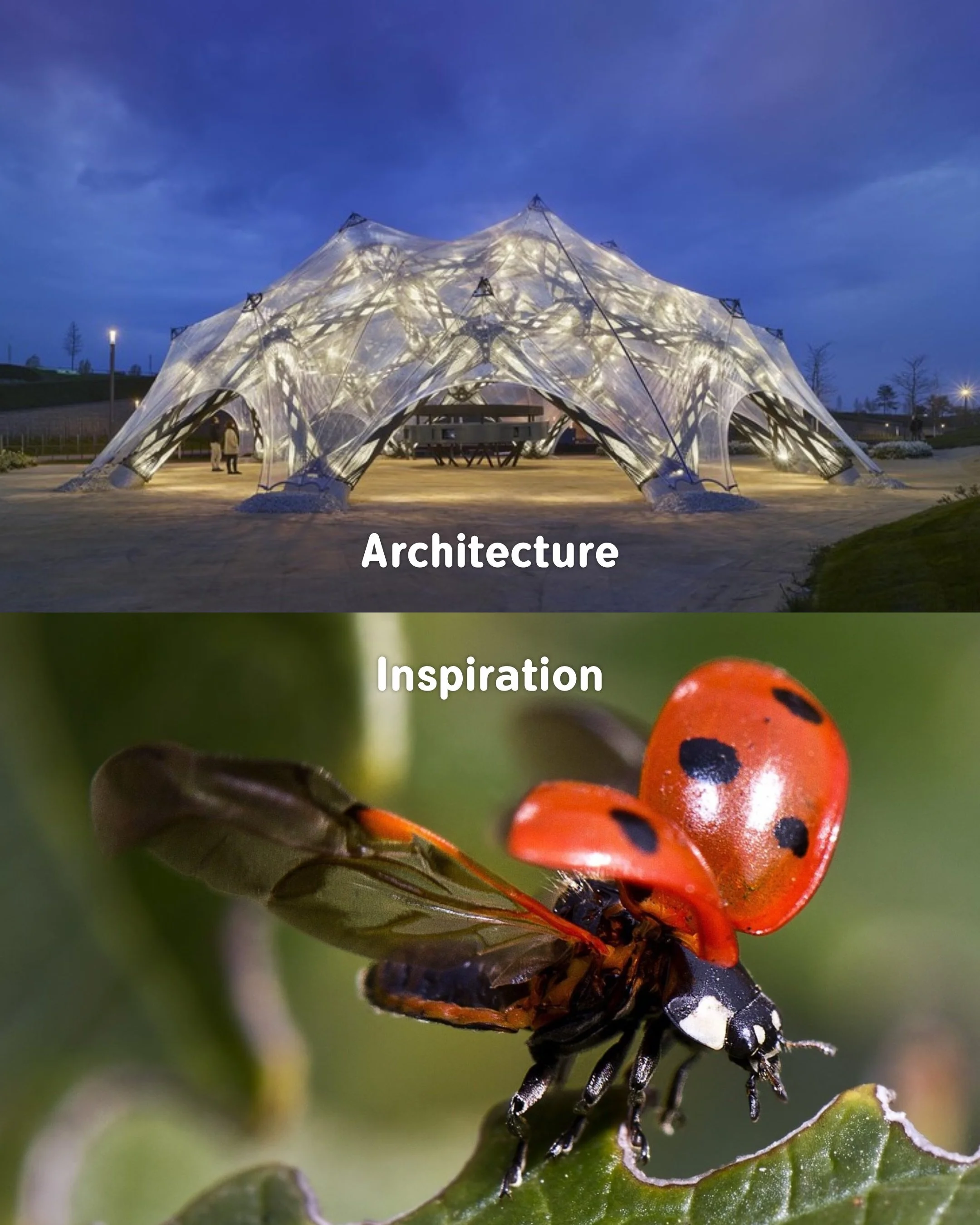 📍The BUGA Fibre Pavilion in Germany

For decades, the world&rsquo;s most brilliant minds have used Biomimicry (the practice of imitating nature&rsquo;s models) to build structures that are not only breathtaking, but highly functional. 🏛️🌿

But you