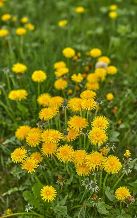 The Dandelion and the Lion
