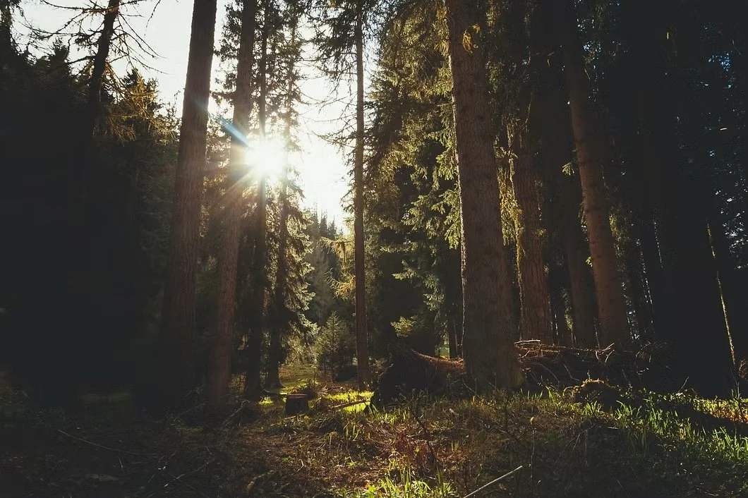 The Magic of Forest Bathing