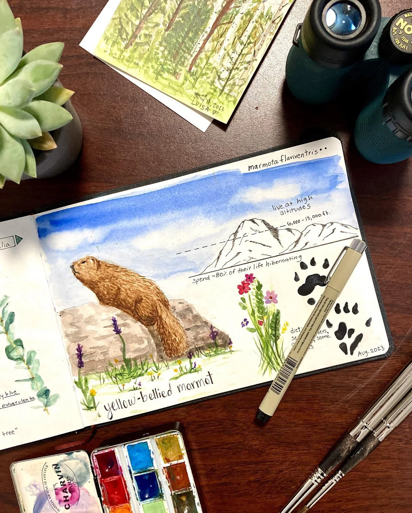 ok but did you know marmots are so damn cute? i&rsquo;d never seen one in person. when we saw our first this summer while summiting mt bierstadt, we kept asking &ldquo;it is a squirrel? is it a beaver? but it has such a fluffy tail!!&rdquo;

then i s