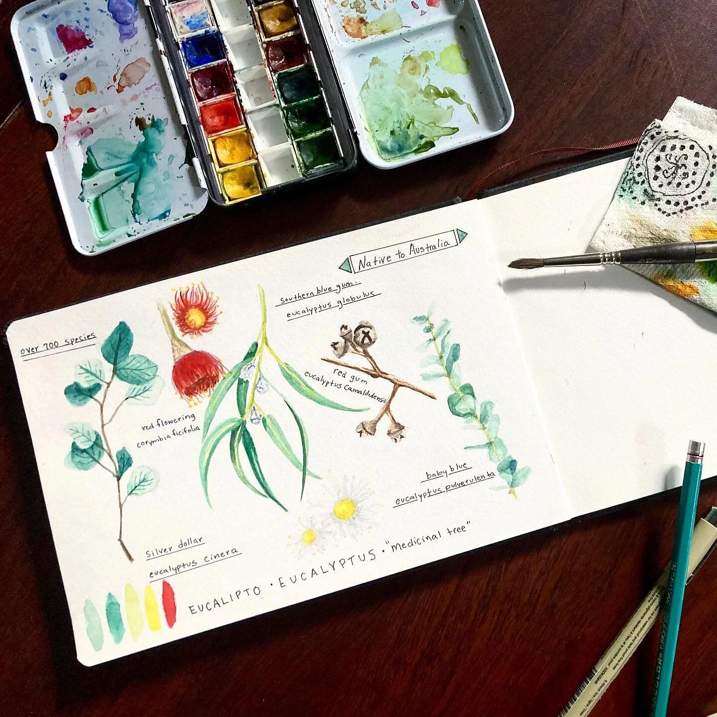 eucalipto // eucalyptus, i always associate the fragrance, colors, and look of this plant to my grandparents farm in the sabana de bogot&aacute;, colombia. walking in the evening from our house to the barn where my grandfather took me to milk the cow