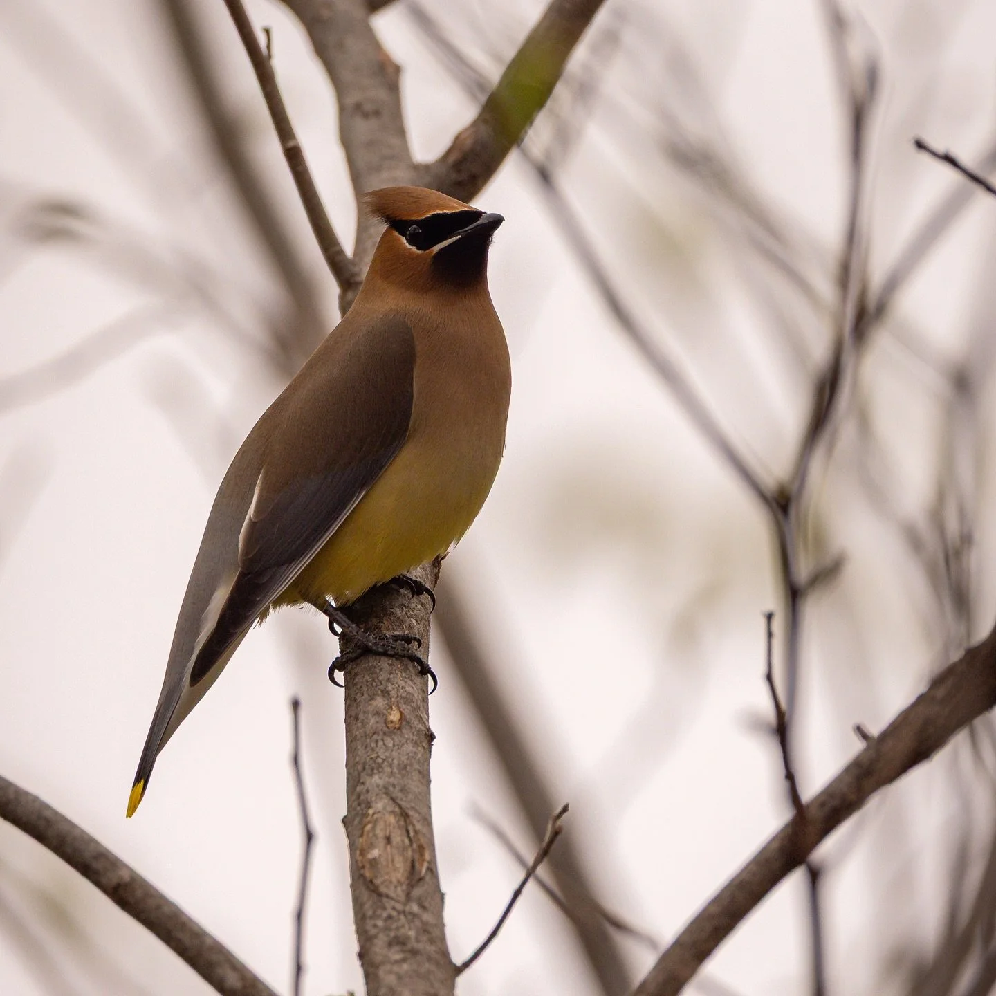 the birds of Missouri&hellip;🪶
