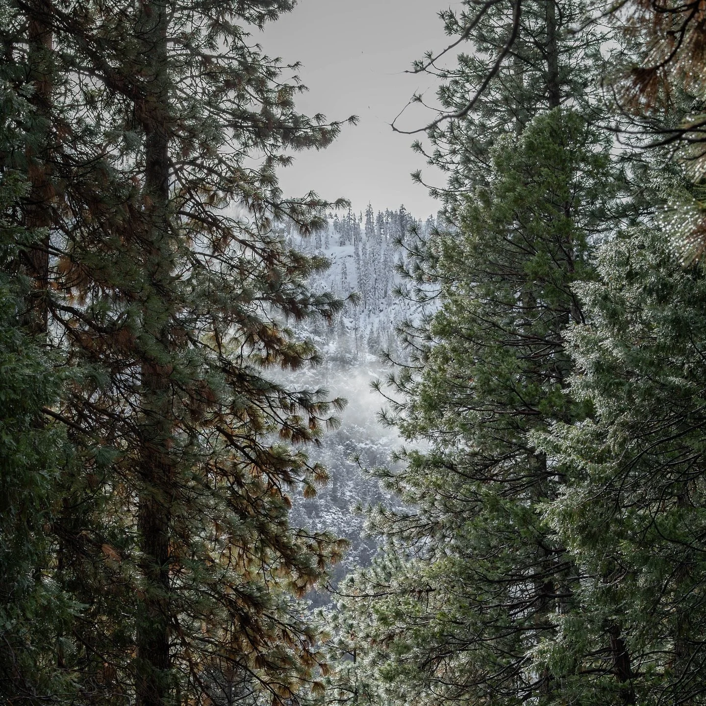 Yosemite National Park

nature&rsquo;s cathedral, no pews needed 🌲