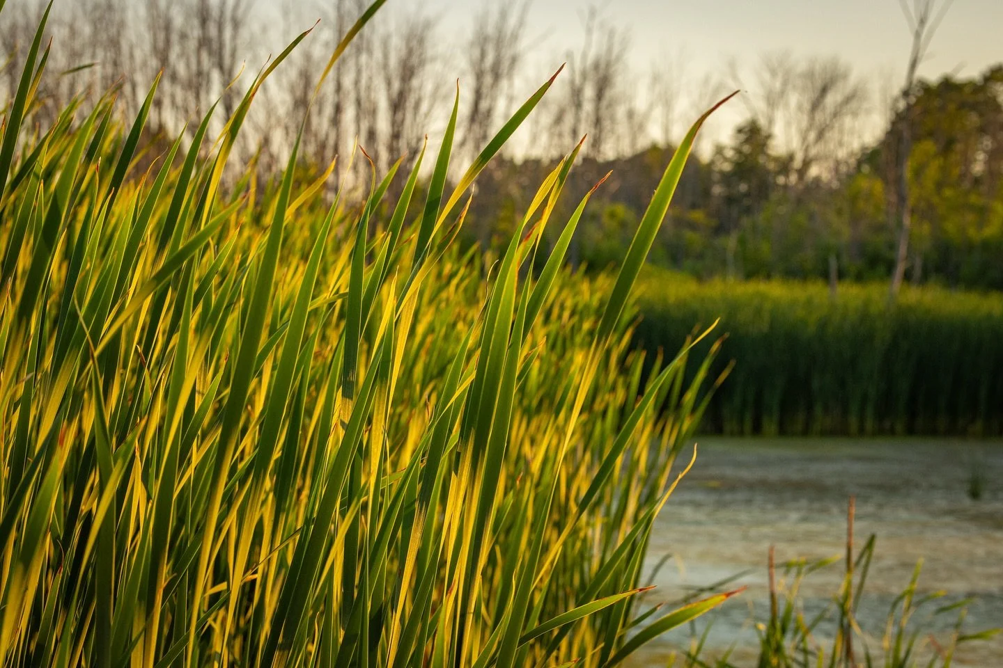 &ldquo;green therapy&rdquo;