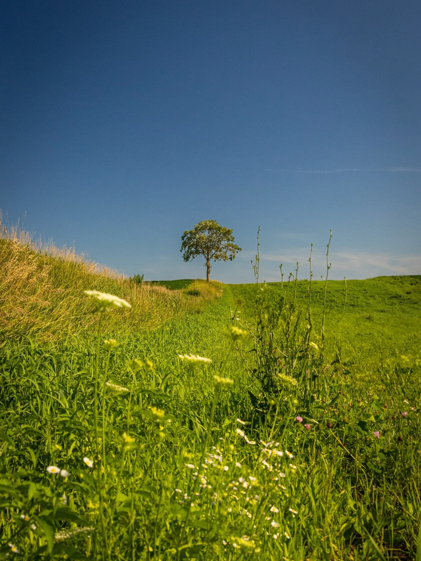 &ldquo;green yonder&rdquo;