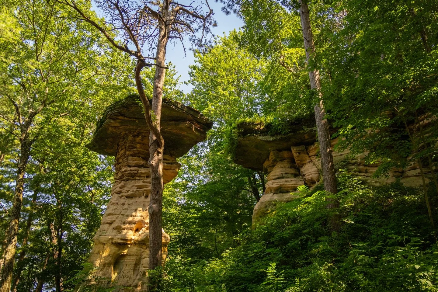 &ldquo;through the canopy&rdquo;