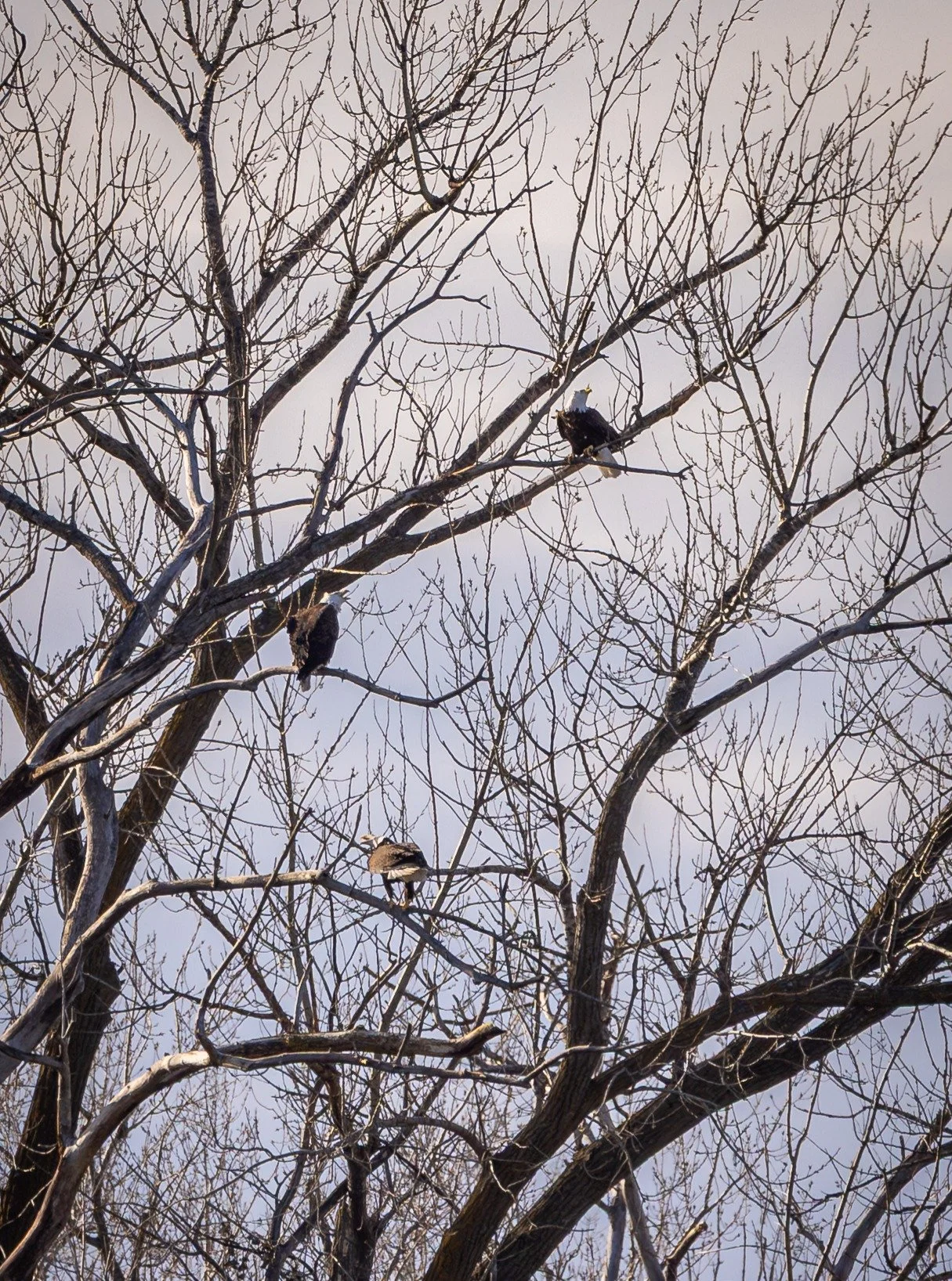 not a fan of the photo quality on this one but loved getting to watch them interact with each other...