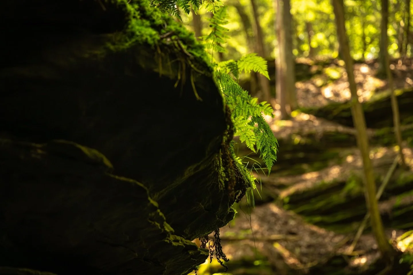 nature&rsquo;s textures 🌱