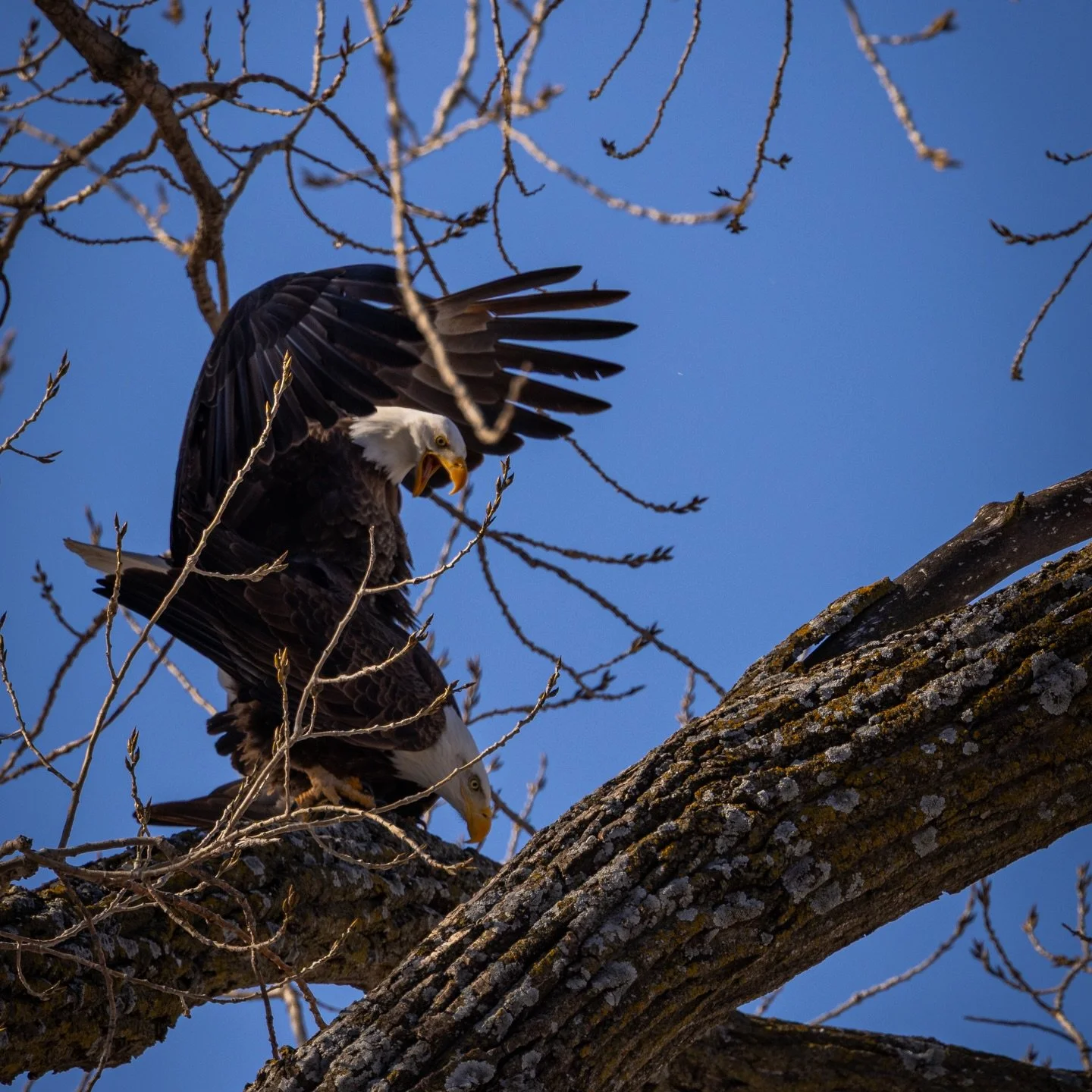 &ldquo;the birds and the bees&rdquo;