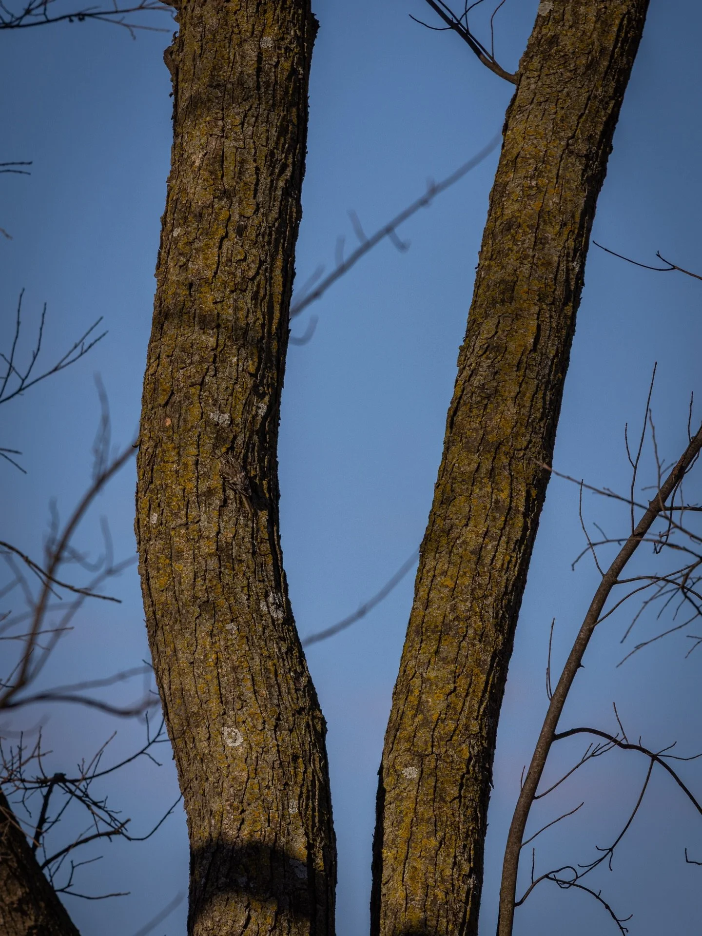 can you spot the bird?