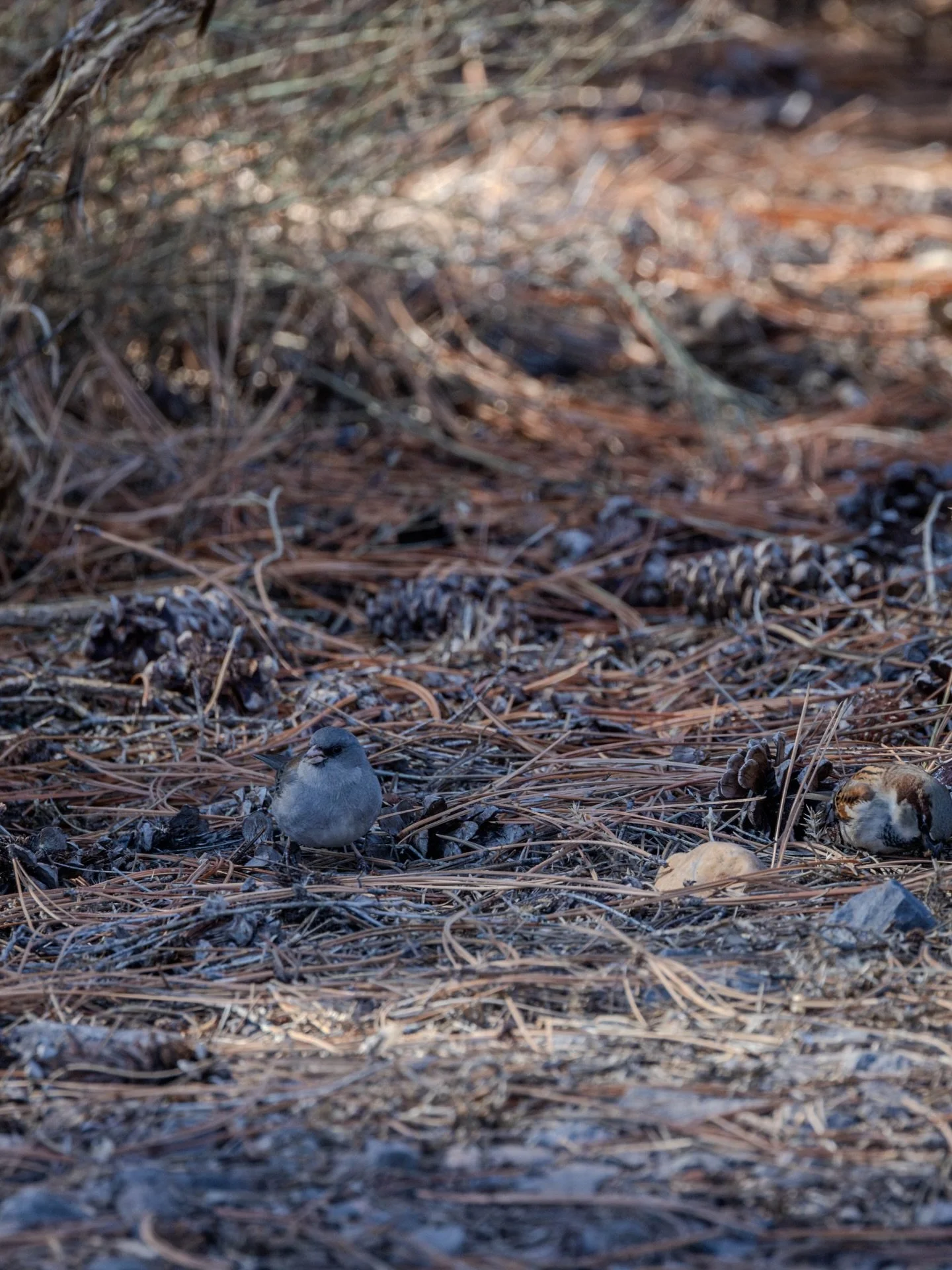 can you spot both birds?