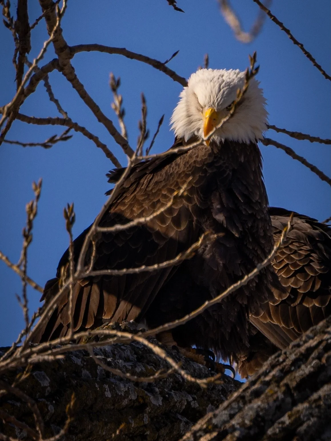 birds or patriots for tonight big game?

#Superbowl