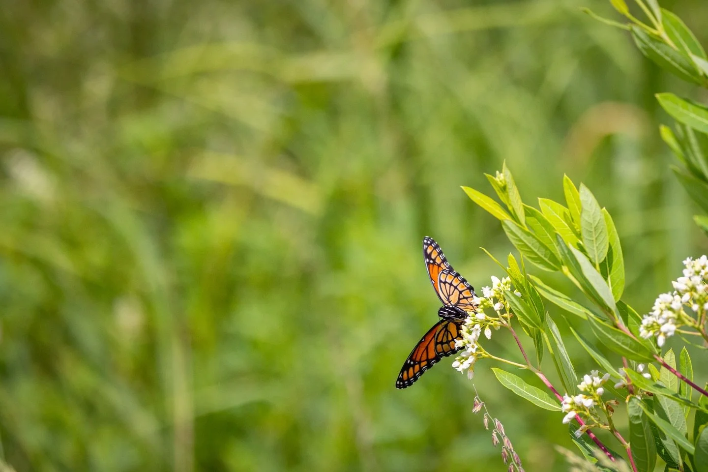 happy pokemon day!

always having fun capturing new creatures&hellip;