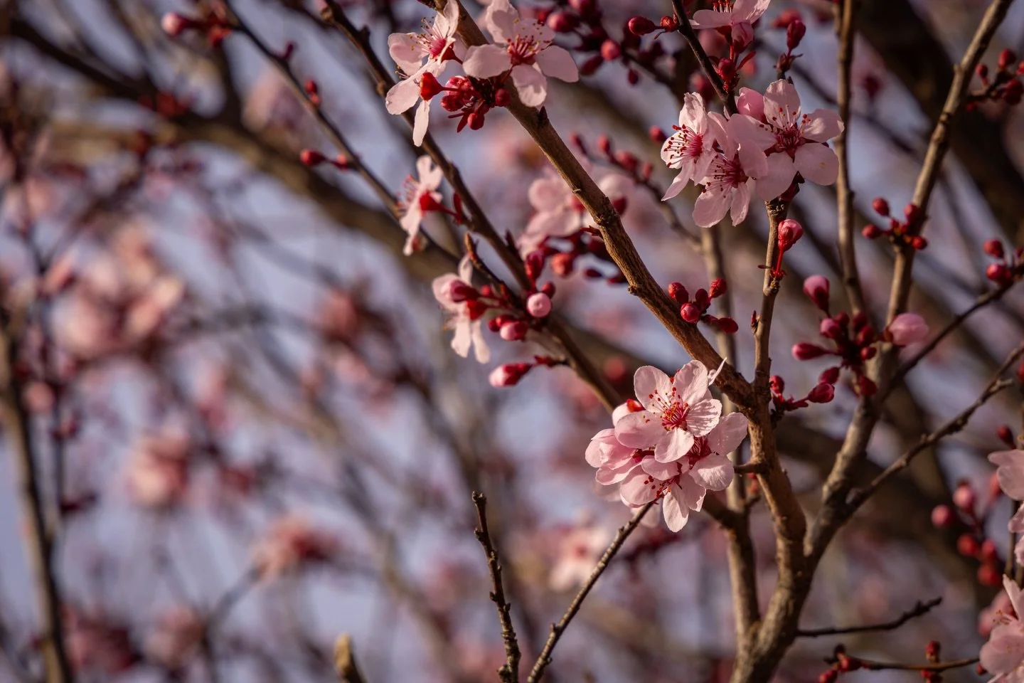 can we call it spring yet? 🌺