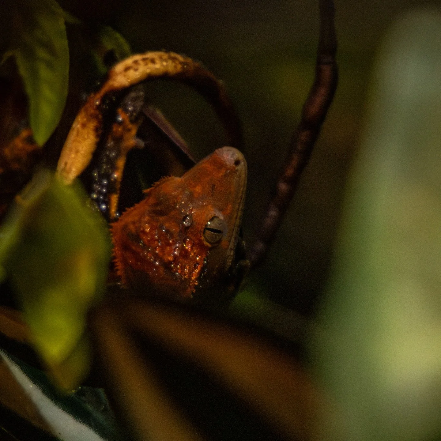 my little dinosaur 🦖