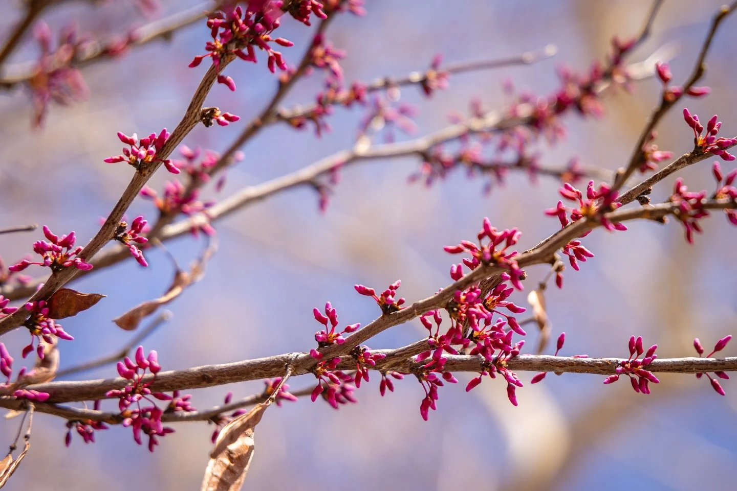 spring time is here 🙏