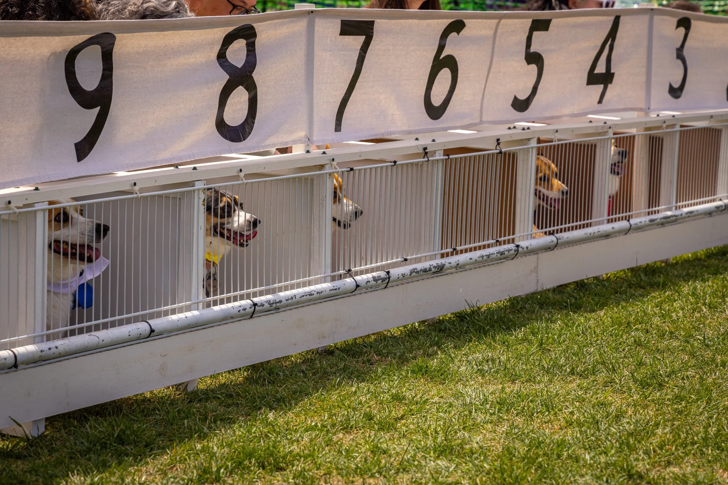 a dog lovers paradise 🐾

thanks to everyone that showed up and to all the doggos that ran their hardest! 

Omaha Corgi Races 2026
