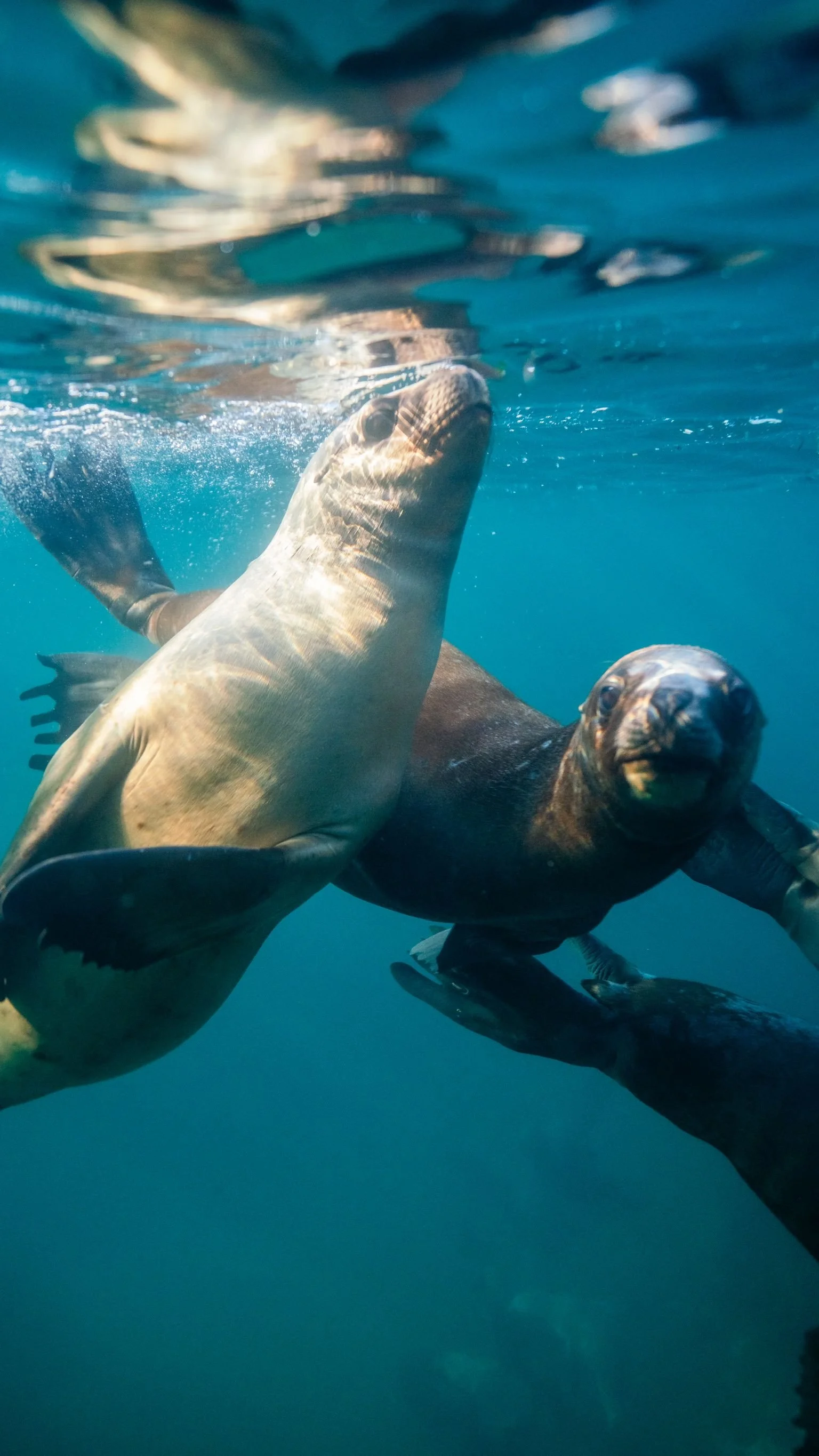Freediving Course Melbourne