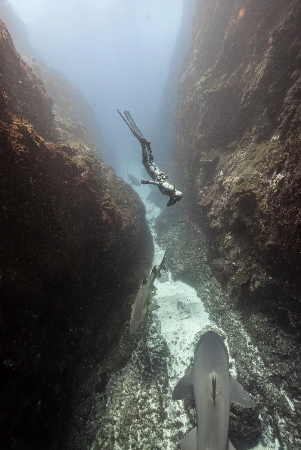 Freediving Courses Sydney