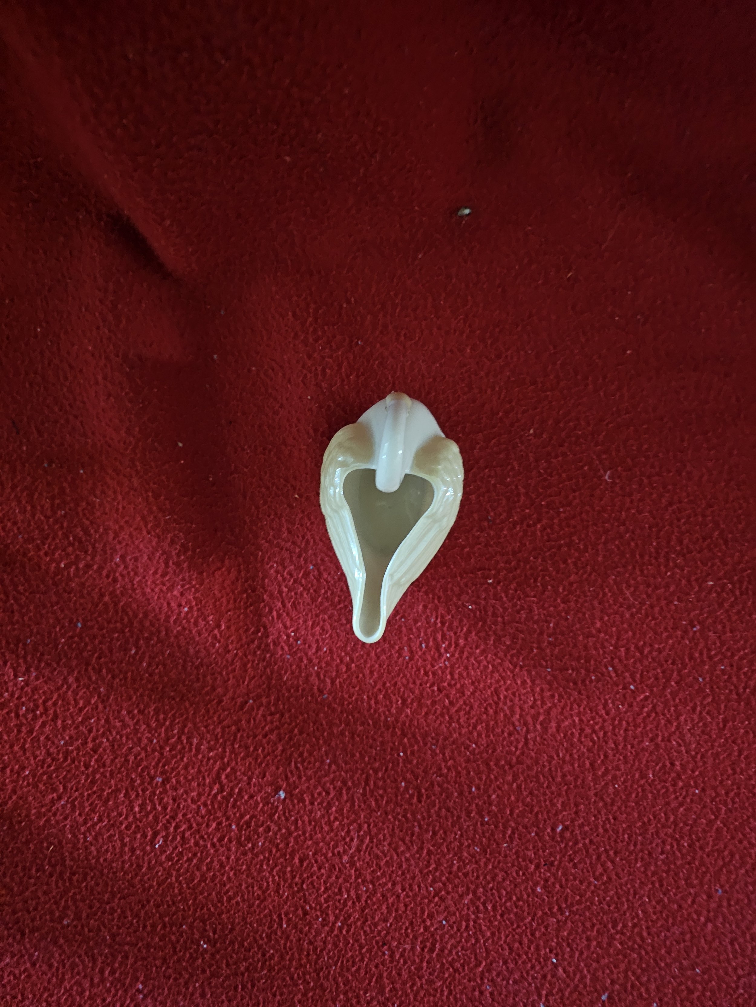 swan62954.jpg
