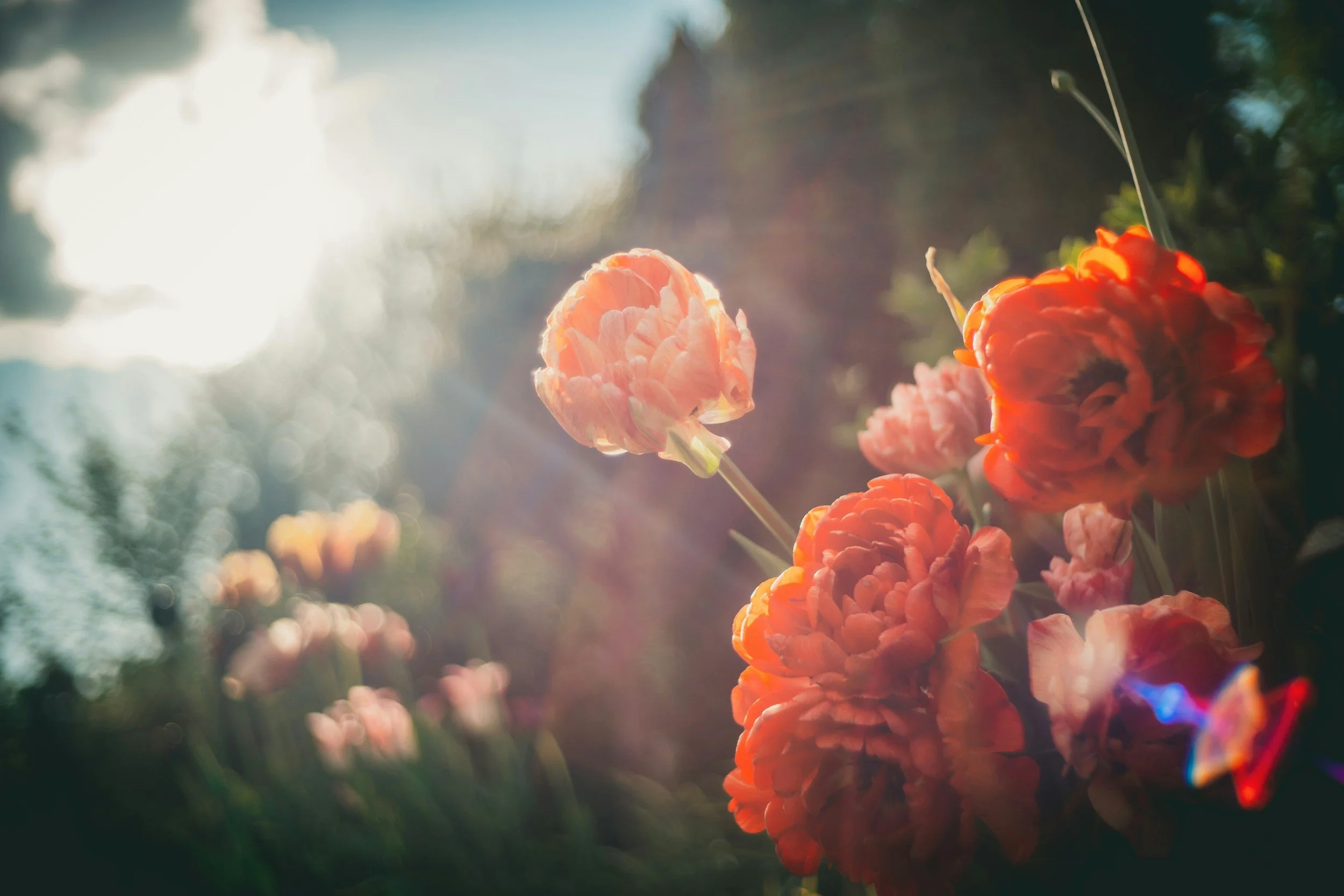 blooming orange roses