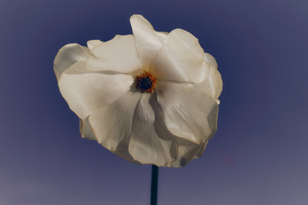 A white flower with a light shade of blue background