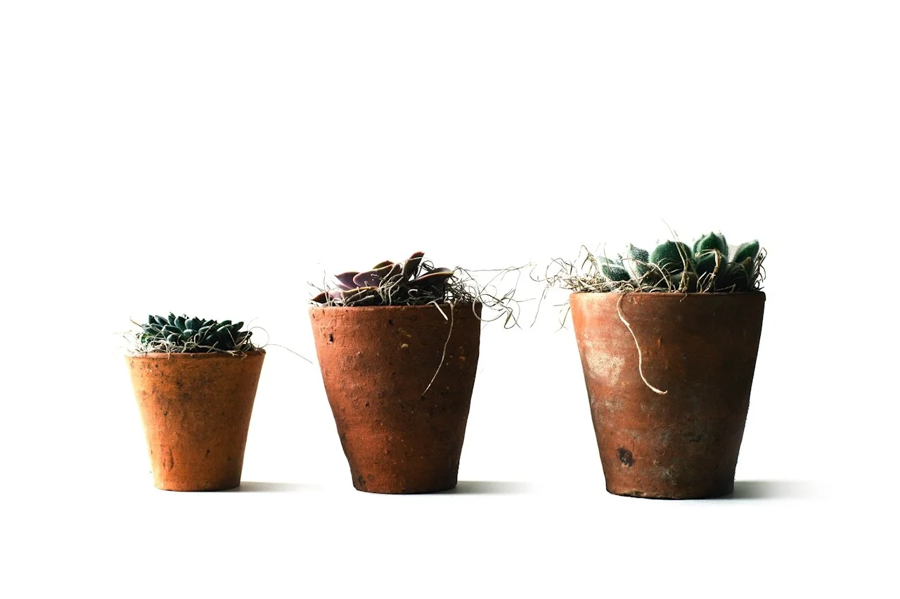 Three small potted plants in terracotta pots arranged in a row on a light background, shown at different sizes.