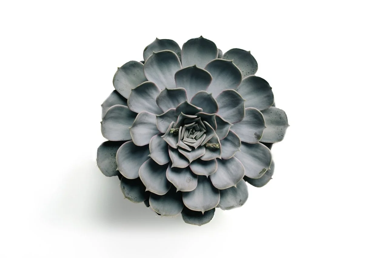 Top-down view of a gray-green succulent plant with layered leaves arranged in a rosette pattern on a light background.