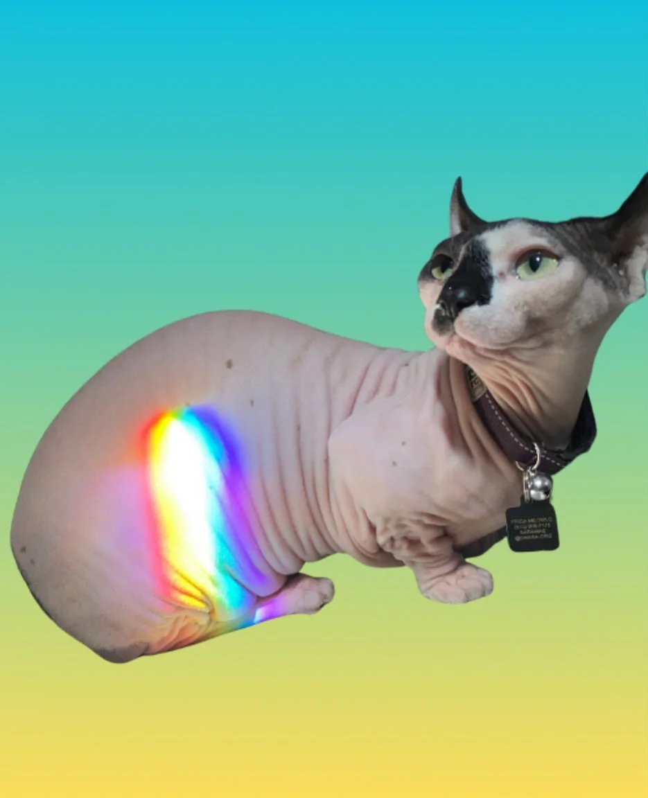 Magic is real — sometimes it shines in unexpected places — like on my cat, Frida Meowlo!