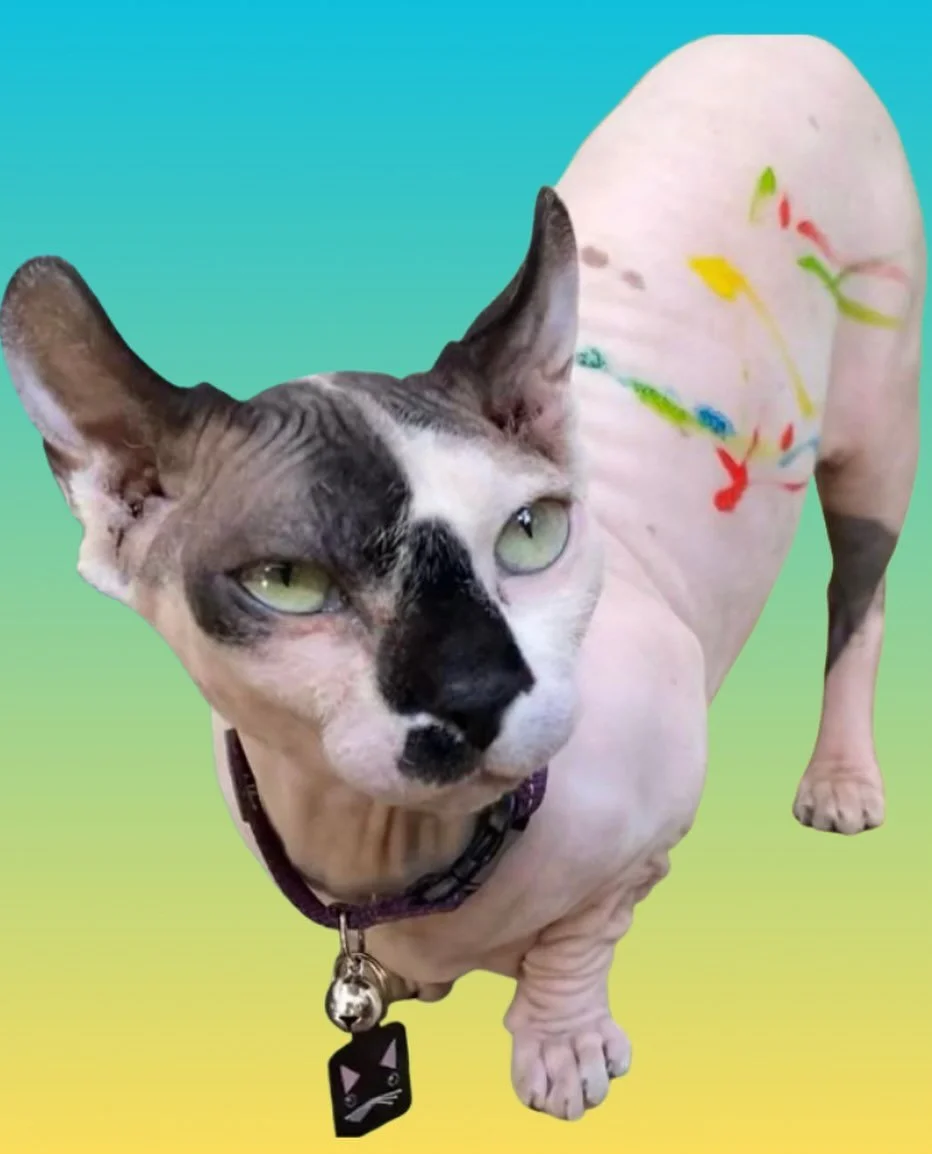 My muse, Frida Meowlo — the original living canvas. Every brushstroke begins with curiosity and color. Frida did not lick the paints off and is safe.