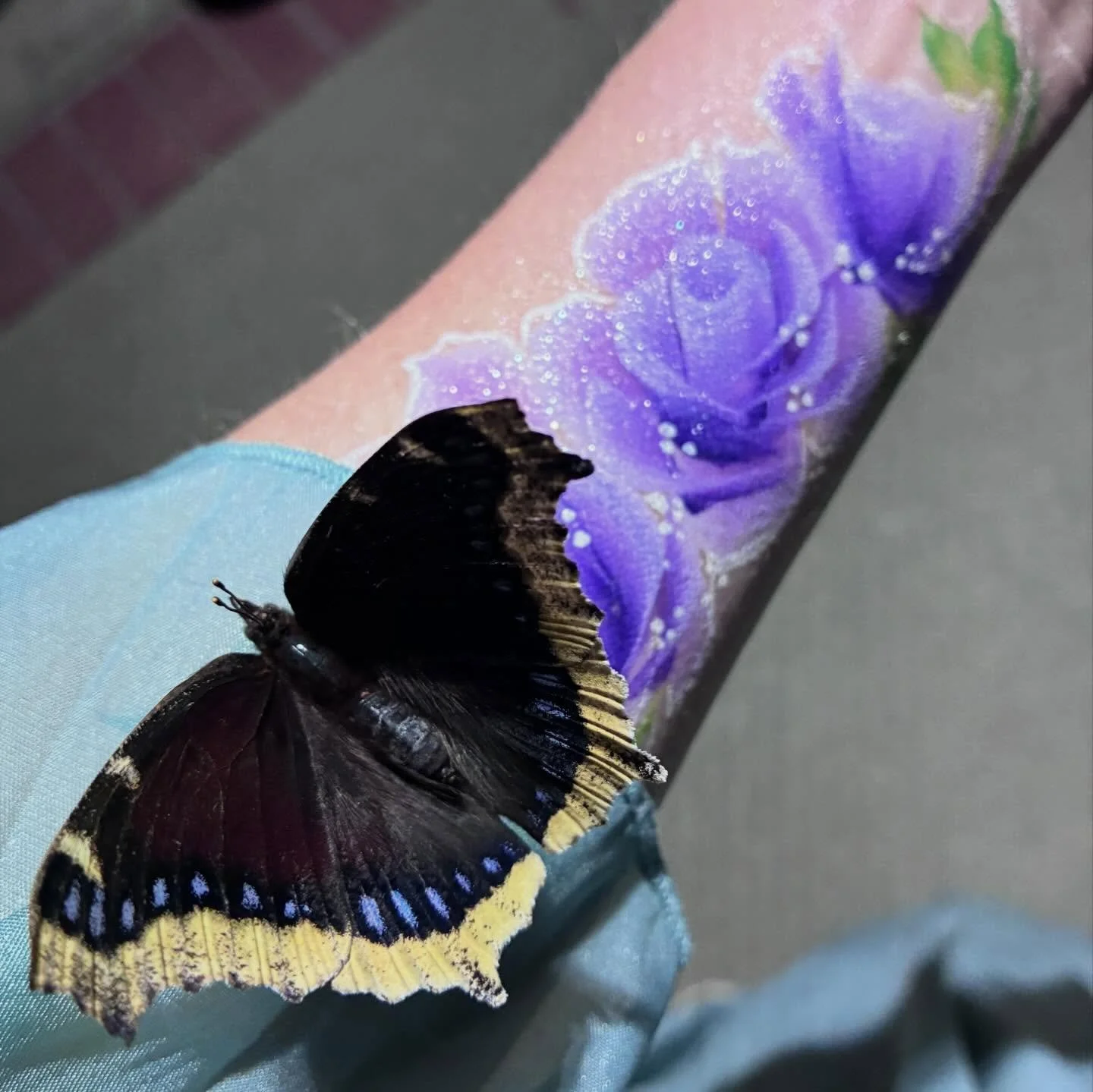 After a long last day of the @lacountyfair I came home and had this tired swallowtail land on my arm in the full moon. Life is full of wonder and color.