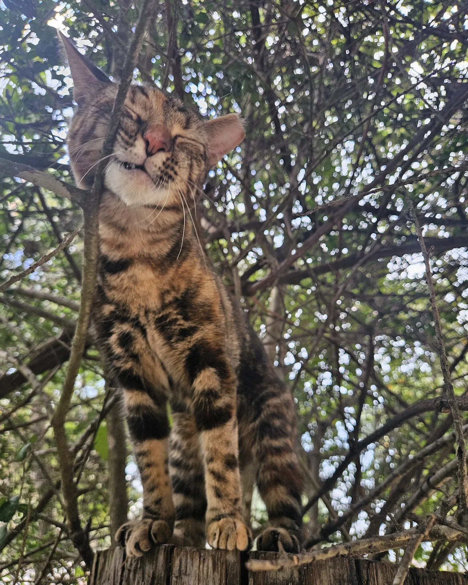 WAW - What About Whiskey?
🐈
This all-around good girl and distillery regular has also moved with us.
.
We couldn't leave a fan favourite behind!