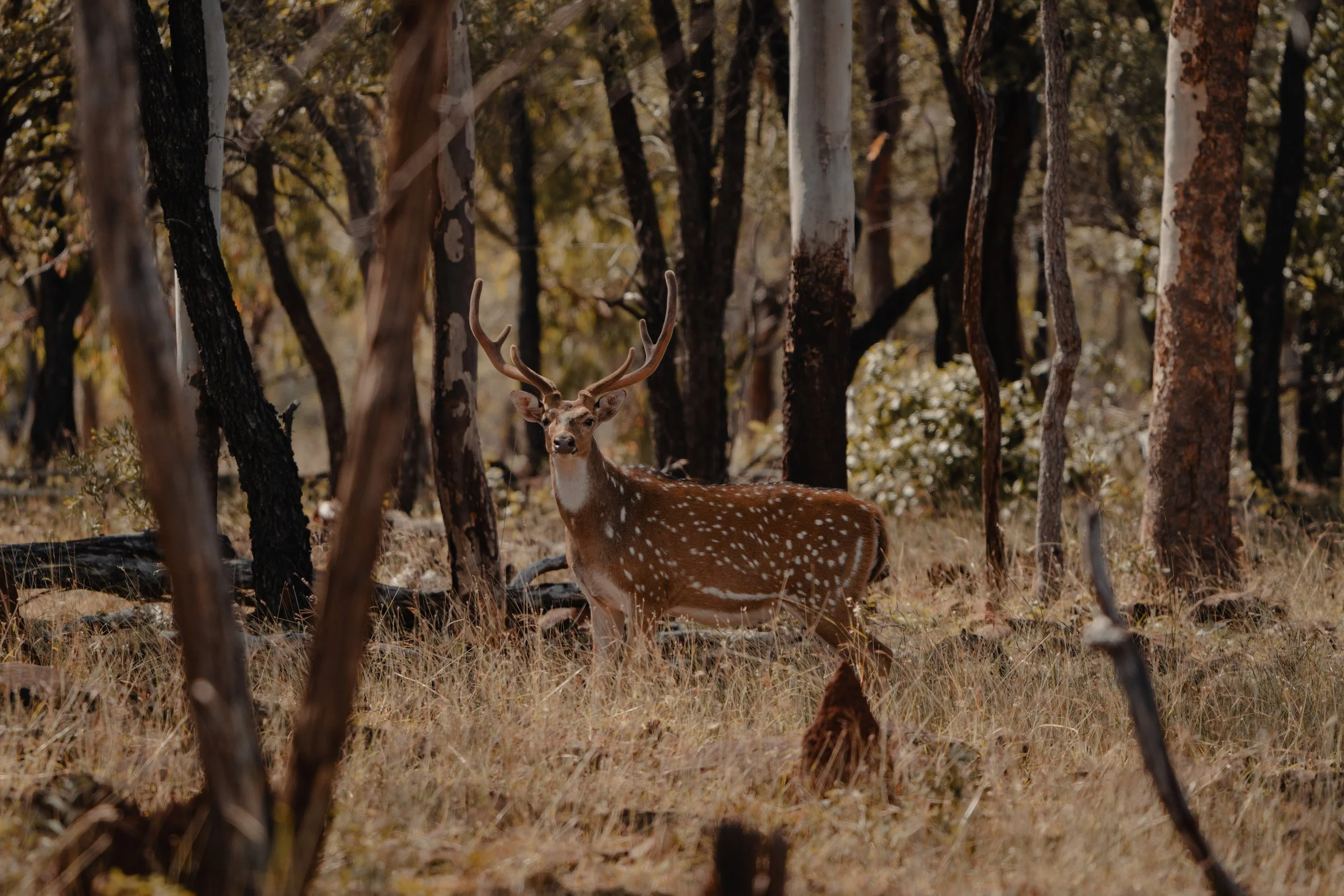 DSC03666FLOW STATE PRODUCTIONS MEDIA - PHOTOGRAPHY - VIDEOGRAPHY.jpg