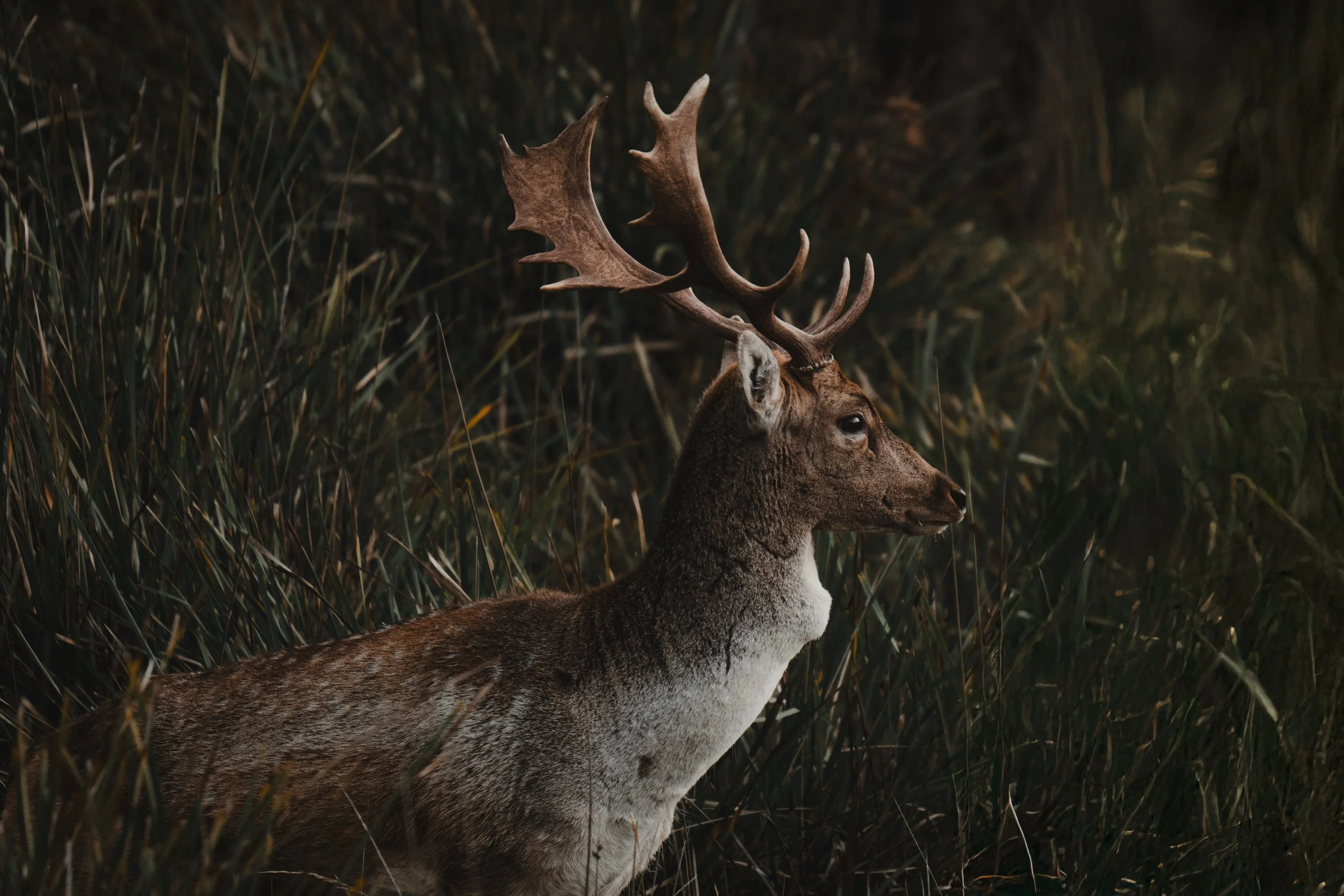 DSC05558-EditFLOW STATE PRODUCTIONS MEDIA - PHOTOGRAPHY - VIDEOGRAPHY.jpg