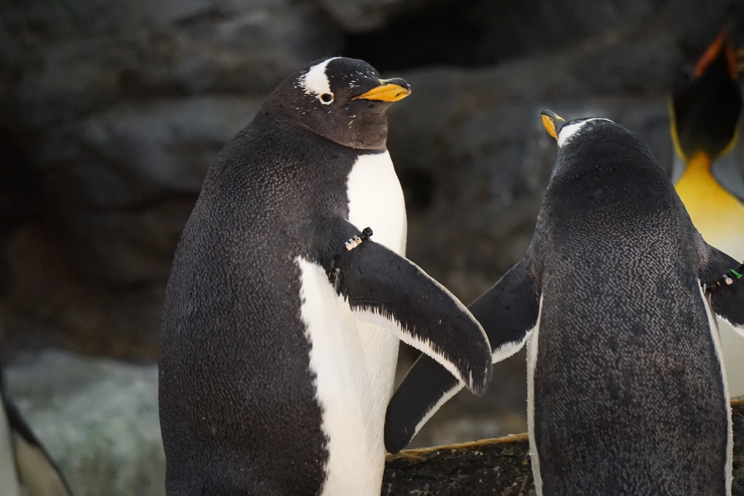 Two penguins holding flippers gazing lovingly at each-other