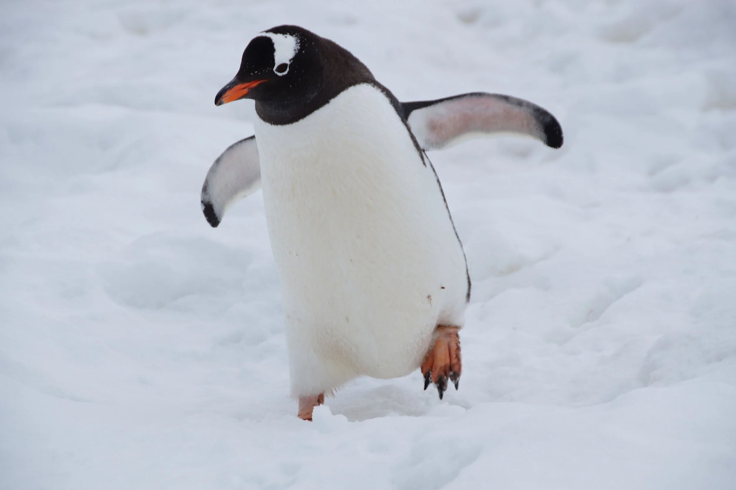 A lone penguin makes their way through the snow
