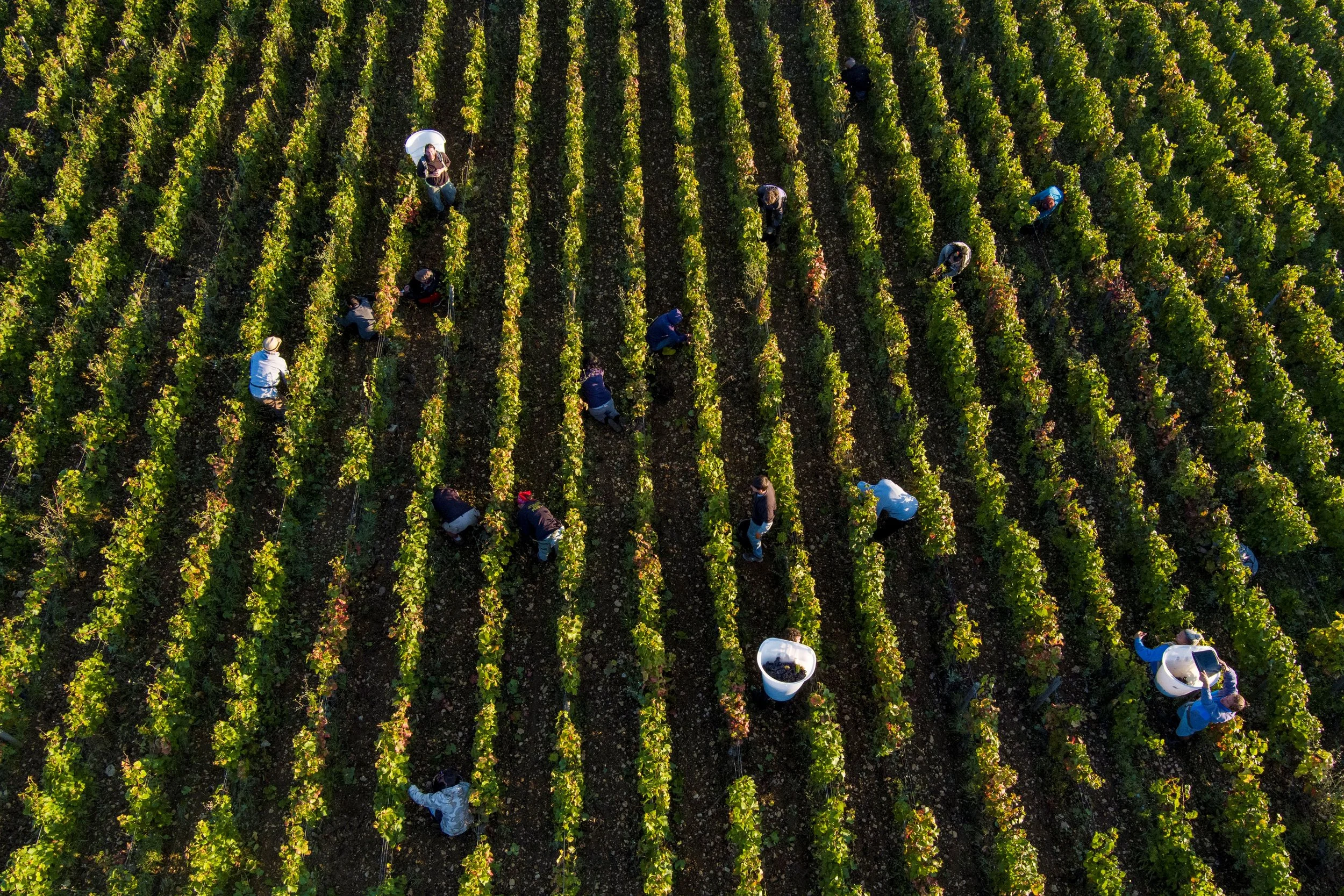 Maison Roche de Bellene 5.jpg